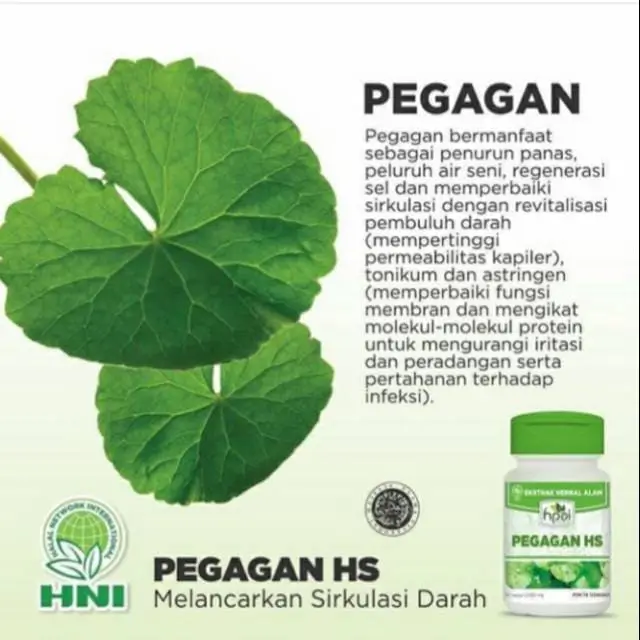PEGAGAN HS 3